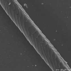 Zudecke - Schafschurwolle/Satin