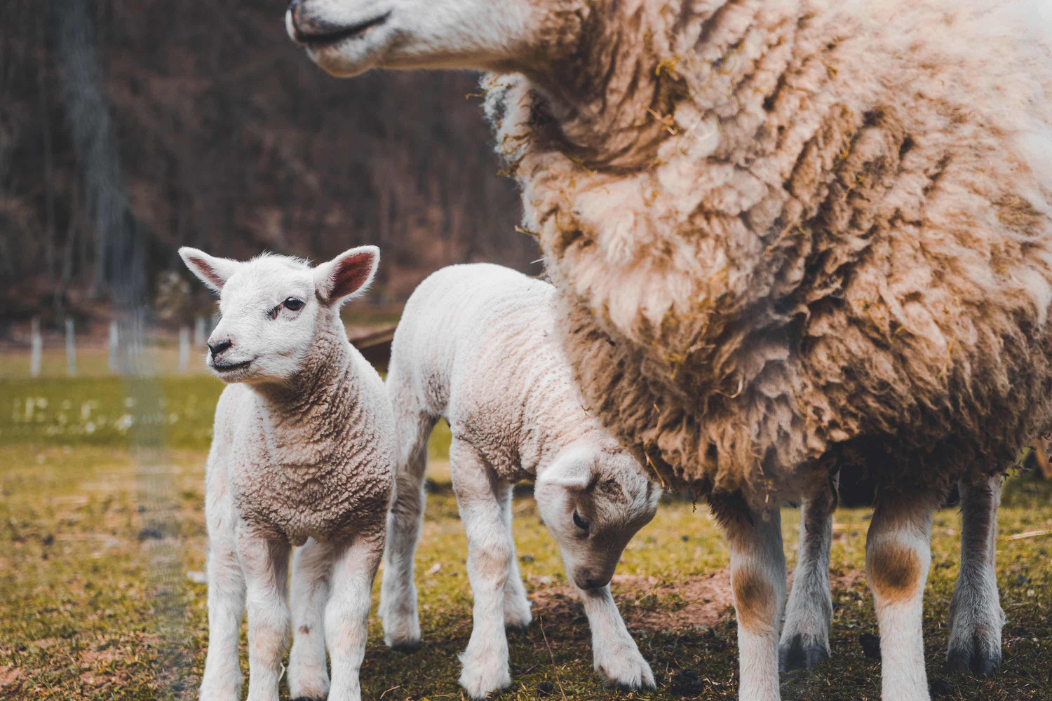 Schafe als Bildsymbol für EULA Einrichtungen zum Thema Spielen und Kuscheln